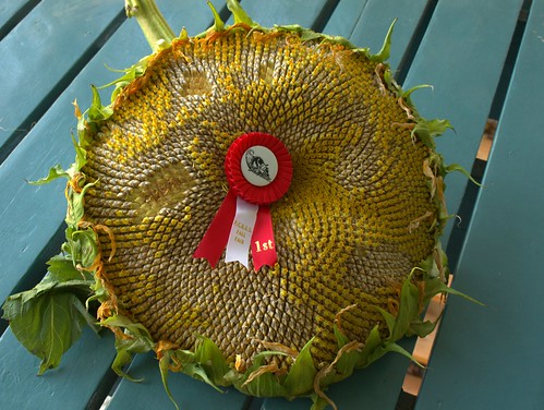 Largest Sunflower Head - 2009