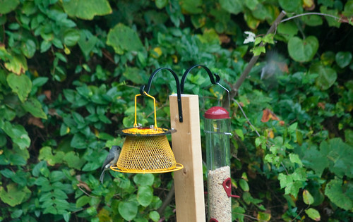 Birds Discover the Feeder in Less than 24 Hours