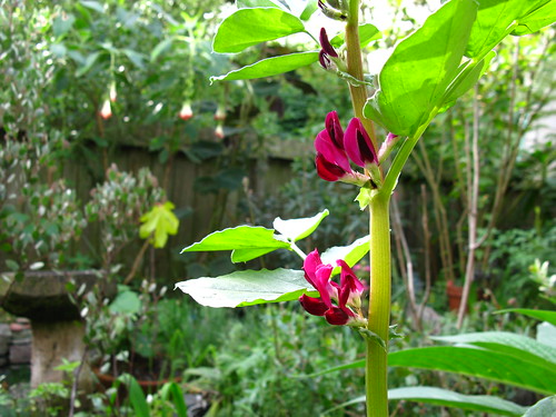 crimson-flowering fava
