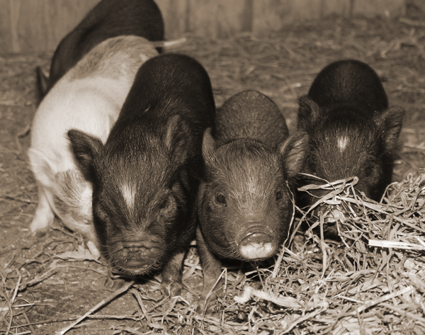 Piggies and the Park 099x