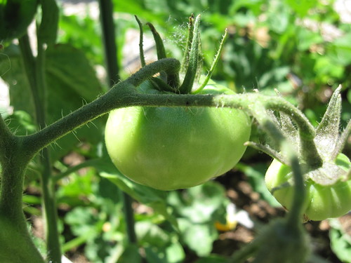 2009-07-11_06_tomato