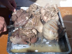Organ meat of sheep