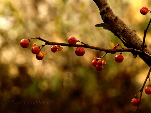 Bittersweet berries in sepia background by Decia Bodden