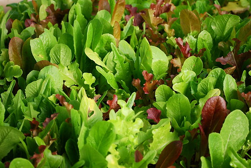 lettuce mix regrowth