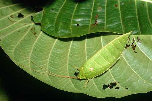 В ТРАВЕ СИДЕЛ КУЗНЕЧИК Cratioma cf. oculatum (Tettigoniidae: Pseudophyllinae)