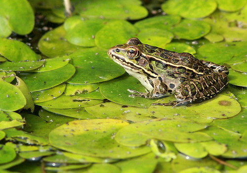 The pond was full of frogs and lily pads, was a very picturesque setting.