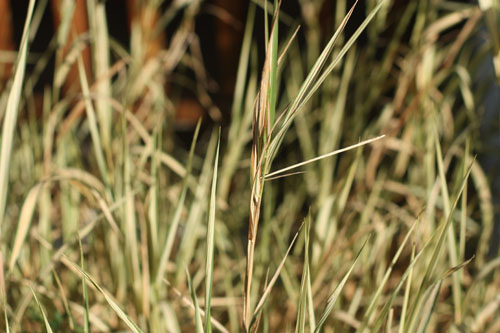 Grass f/4