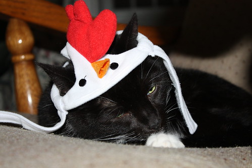 This chicken hat is never going to get old.