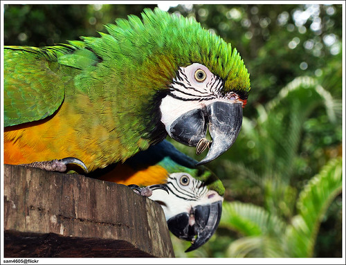 Lok Kawi Wildlife Park - parrot