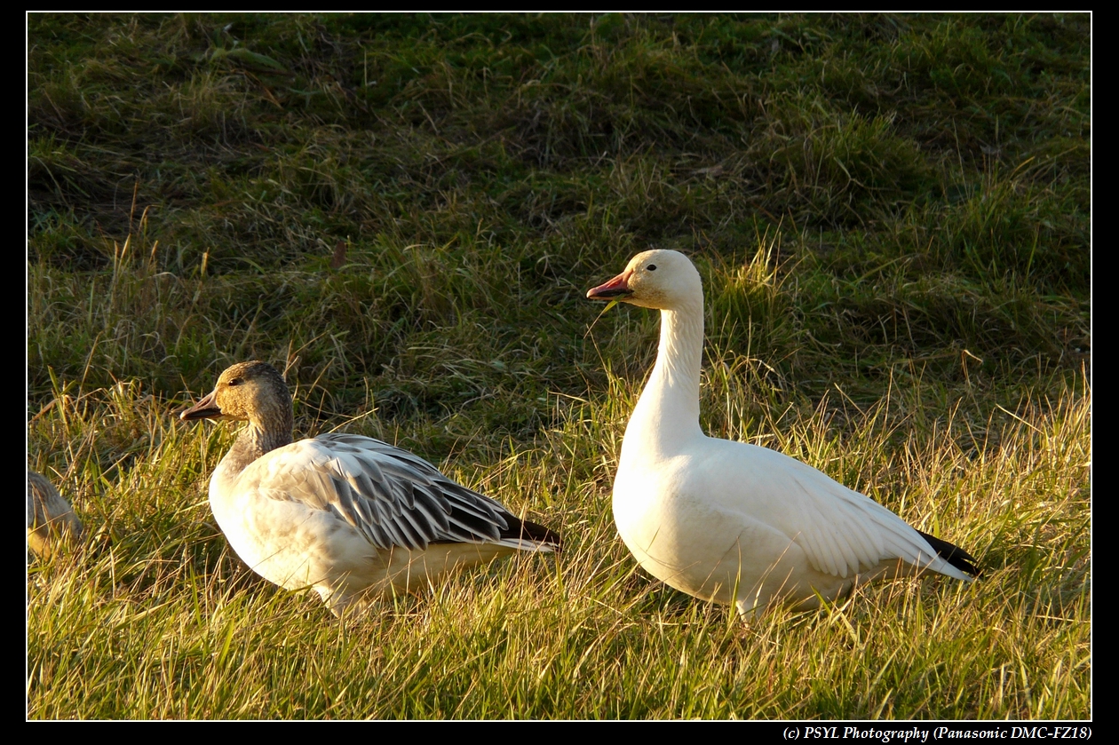 Lesser Snow Geese (Chen caerulescens caerulescens) adult and juvenile