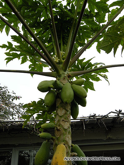 There's even a small papaya tree