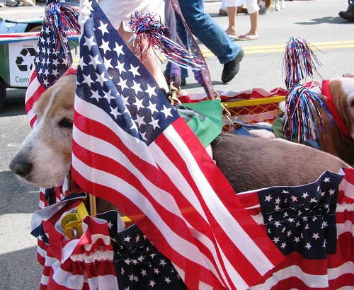 basset hound and flags