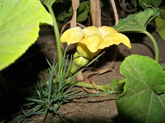 Butternut Squash flower