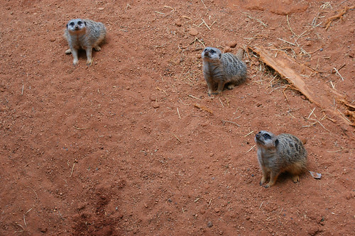 meerkat family 2