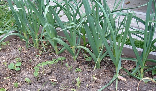 Our Garlic in Mid-May
