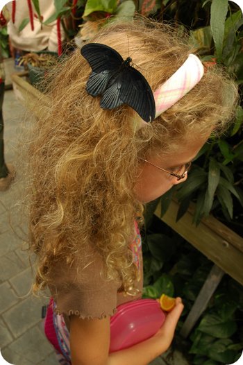 Butterfly as hair clip