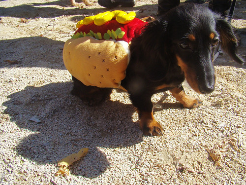 A Hot Dog Dog. Dachshund in a hot dog costume