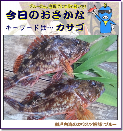 カサゴ、見た目のイカツイ高級魚【瀬戸内の魚】