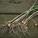 Allium vineale - Kraailook