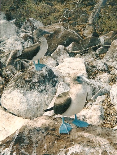 Galapagos-Seymour Nord (2)