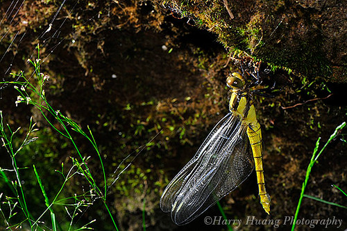 3_D309022-Dragonfly, Insect, Taiwan 鼎脈蜻蜓-蜻蜓羽化-昆蟲-蛻變-生態