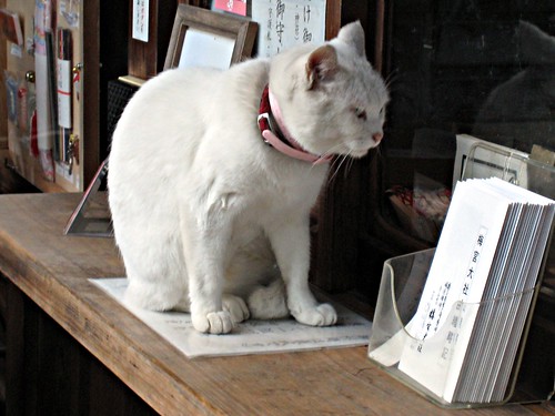 Shinto cat - Umemiya Jinja by Ganjin