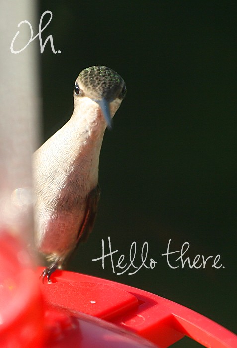 07-16-hummingbird