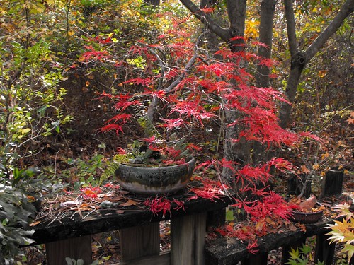 laceleaf japanese maple bonsai. Copy of Laceleaf Maple bonsai 5 | Flickr - Photo Sharing!