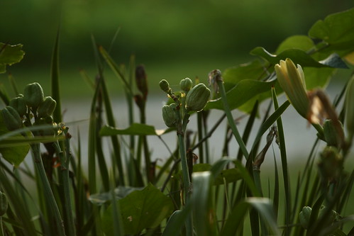 daylily seed pods