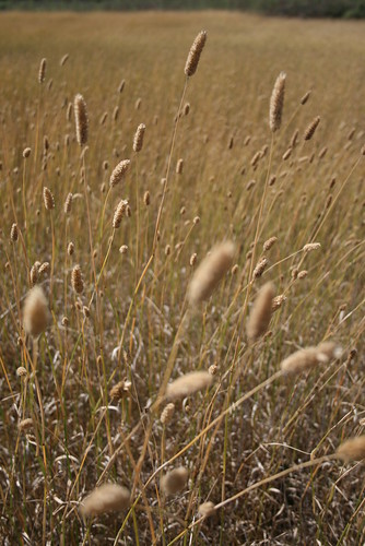 Wild Grasses II