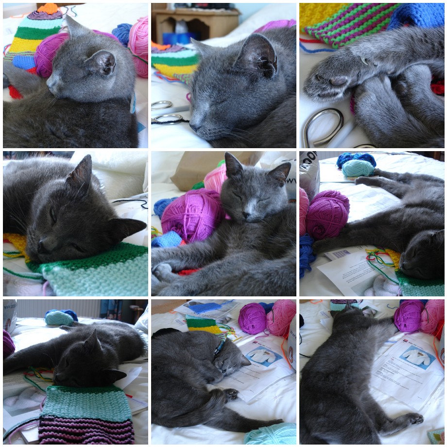 Henrycat gets knitted