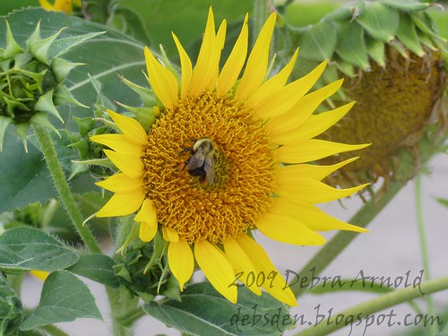 Bee_and_Sunflower1a
