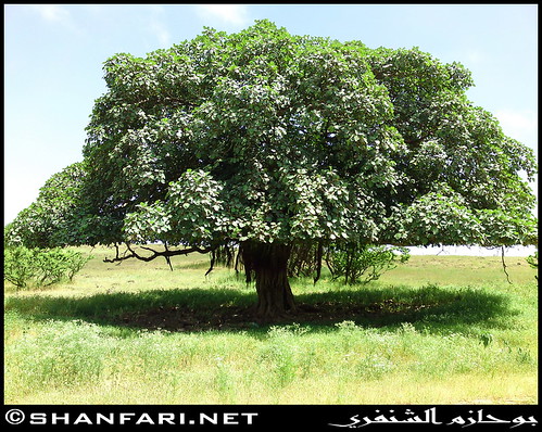 sycamore fig tree. Sycamore Fig Tree in Khabrart,