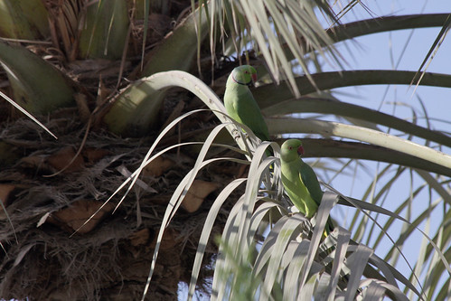 Parakeets in the palm tree