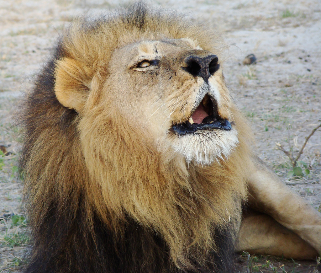 DSC08534 Lion roar
