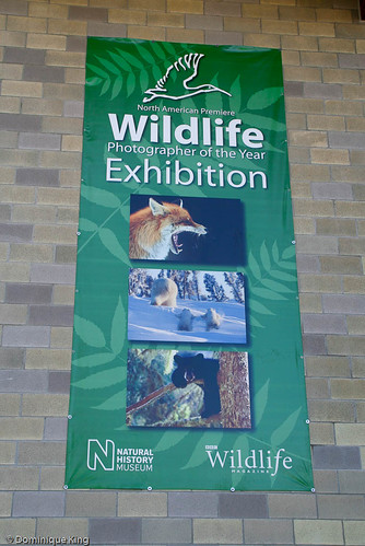 Wildlife Photographer of the year banner