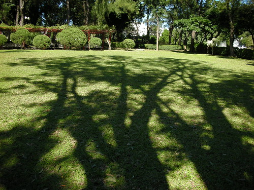 Beautiful Tree Shadow- UP