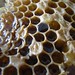 cells filled with honey