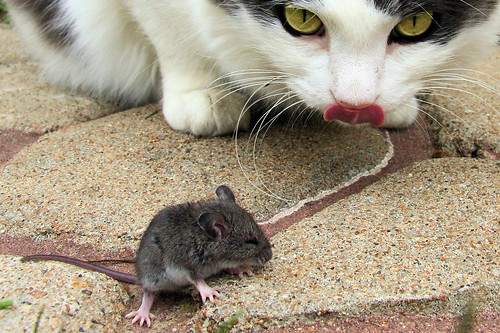 Gato y ratón en la acera