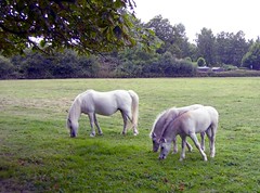 Essex Way horse and foals