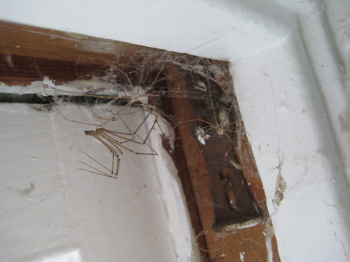 window frame spiders