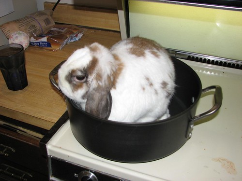 betsy in a pot