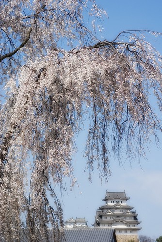垂れ桜
