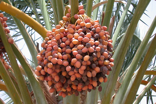 date palm fruit. Date palm fruit bunch