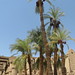Temple of Karnak, outside the Hypostyle Hall to the north (5) by Prof. Mortel