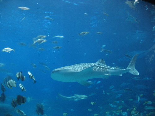 Whale Shark at the aquarium