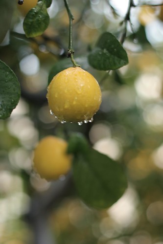 Storm lemons #2