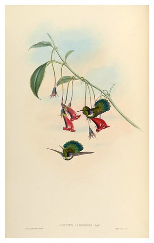 013-An introduction to the Trochilidae or family of humming-birds- Vol 4- 1861-John Gould