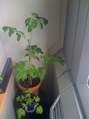 Plants de tomate #4