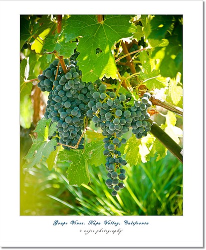 Napa Valley California Map. Grape Vines, Napa Valley, CA